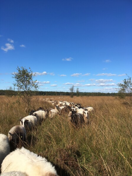 Ondersteuning voor nieuwe ouders